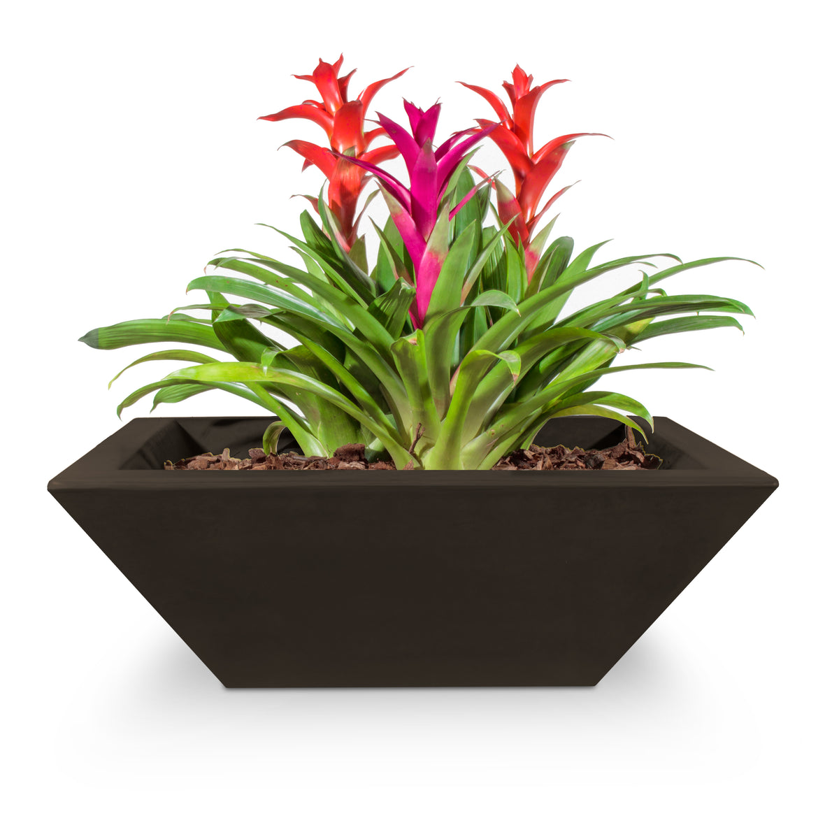 Potted plant with red and pink flowers in a black container on a white background