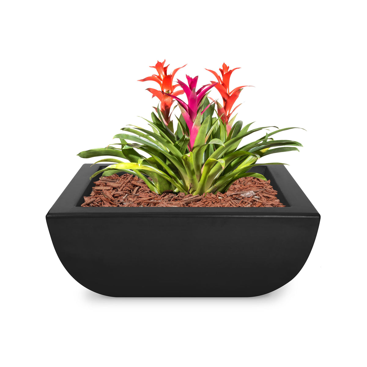 Black planter with colorful bromeliads on a white background