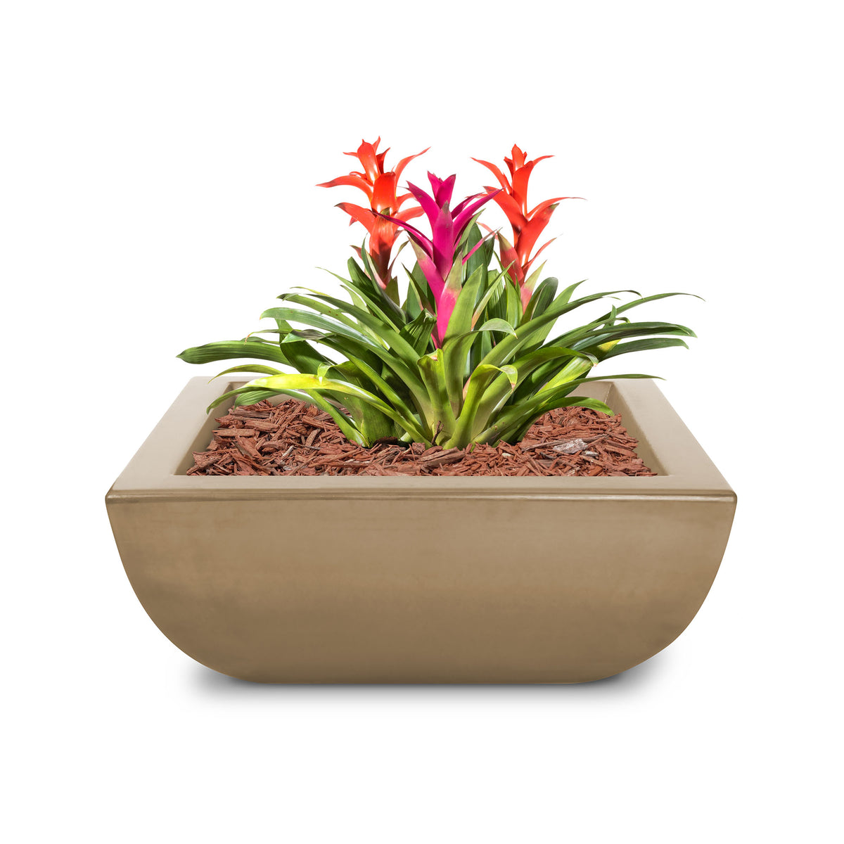Potted plant with colorful flowers in a beige pot on a white background