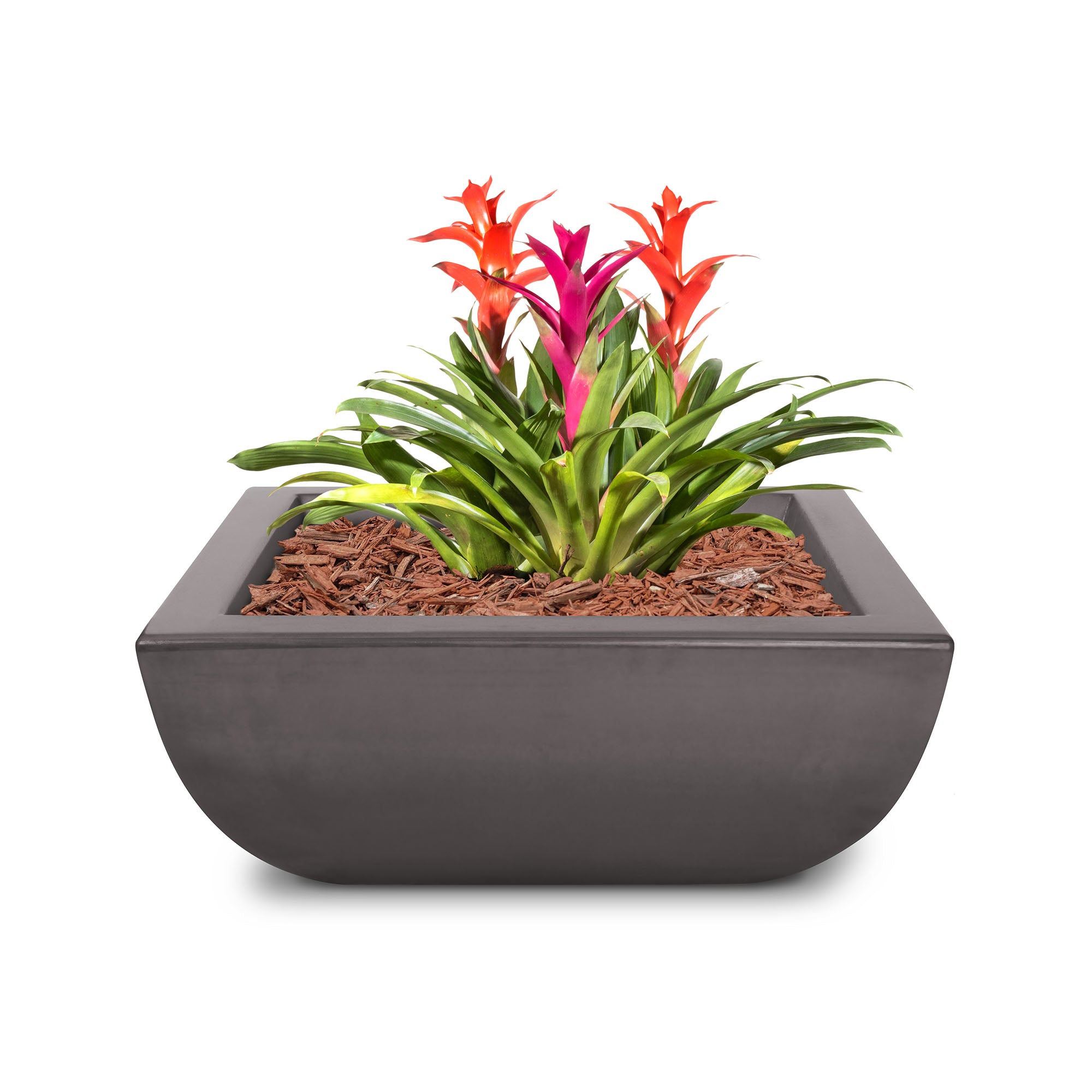 Square gray planter with colorful bromeliad plant on a white background