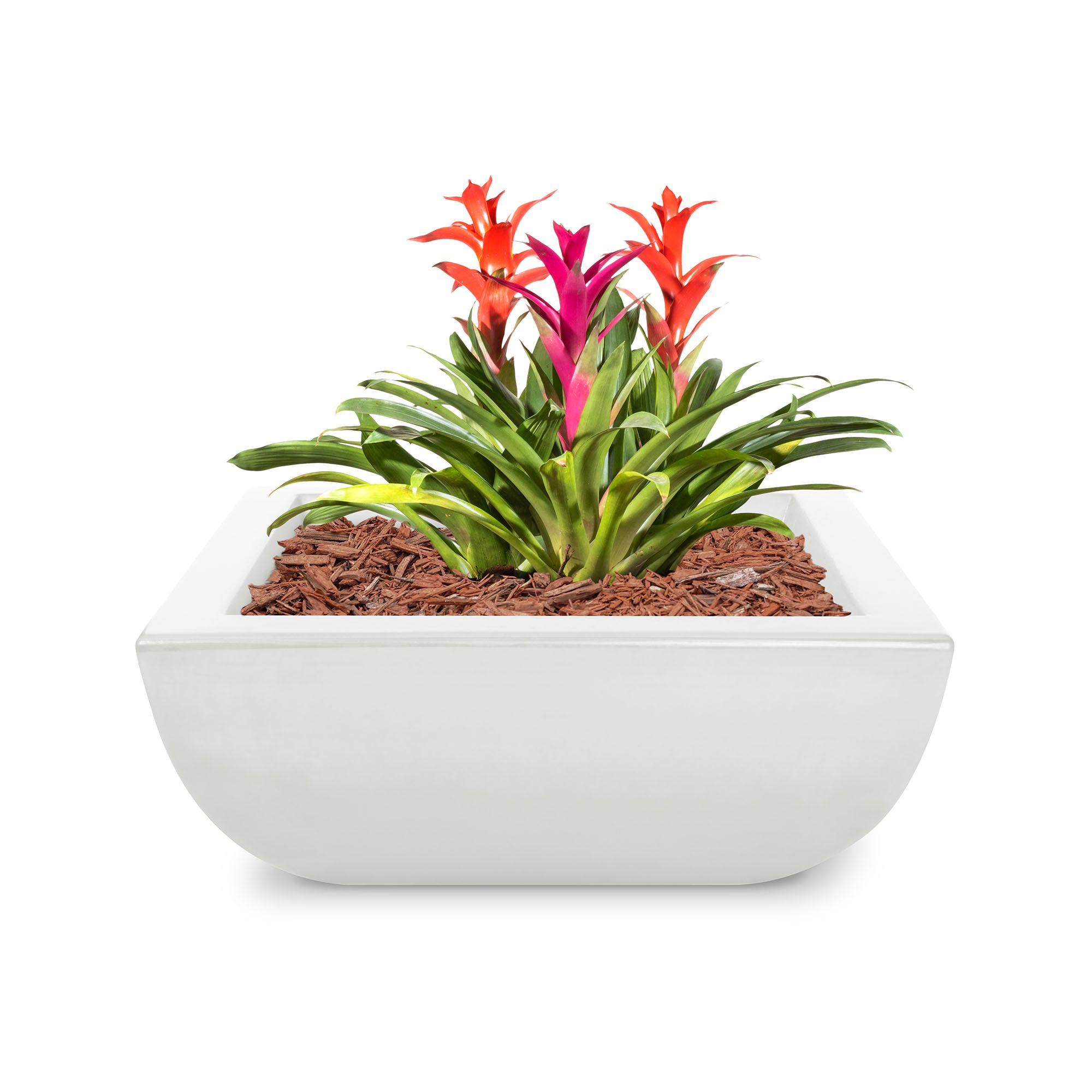 Colorful bromeliad plant in a white pot on a white background
