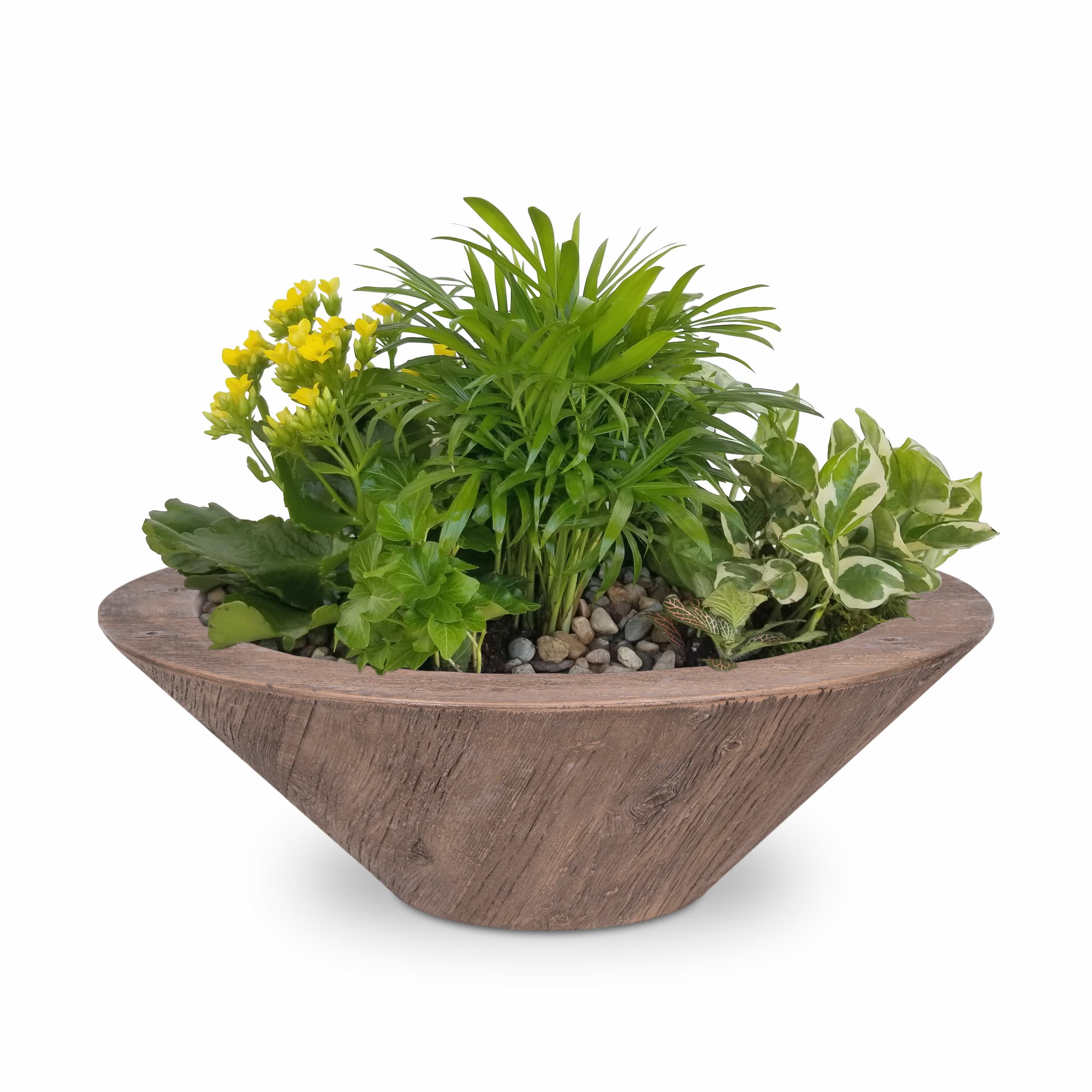Wooden planter bowl with plants on a white background